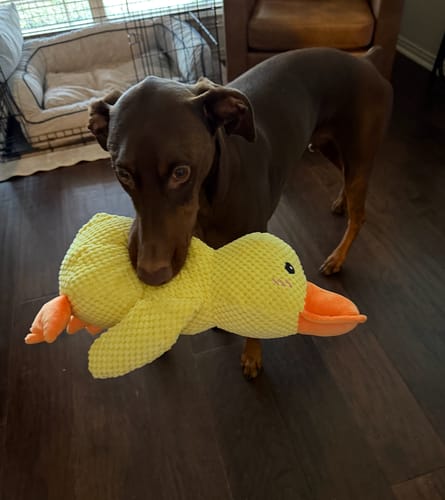 CalmiPaw™ Calming Duck Toy