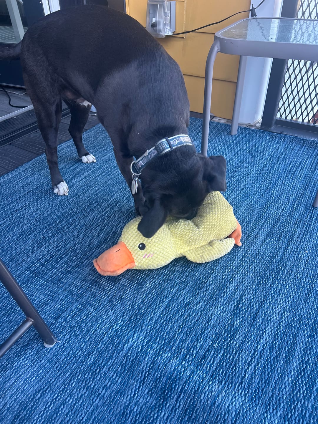 CalmiPaw™ Calming Duck Toy