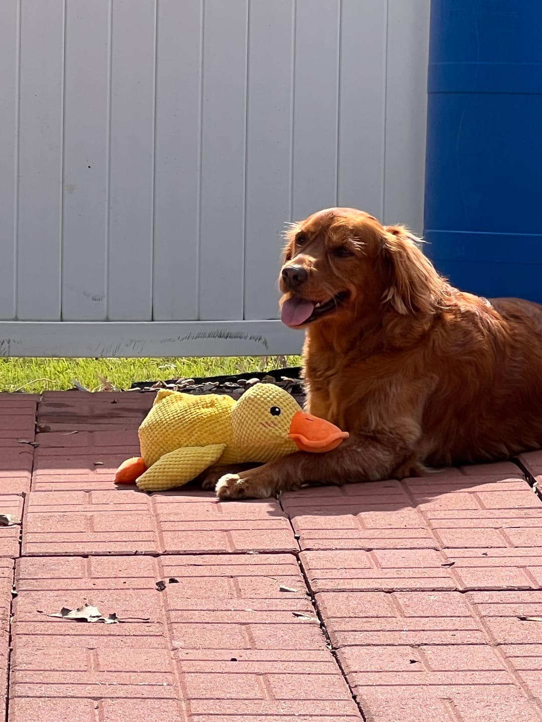 CalmiPaw™ Calming Duck Toy